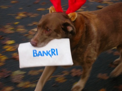 Our shop dog has a tradition of making runs to the Bank RI, with his deer antlers!